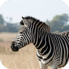 Zebra Sounds icon