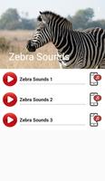 Poster Zebra Sounds