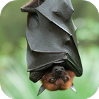 Bat Sounds-icoon