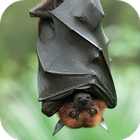 Icona Bat Sounds