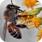 Bee Sounds icon