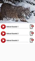 Poster Bobcat Sounds