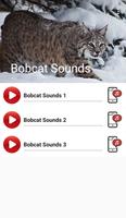 Bobcat Sounds Affiche