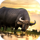 Buffalo Sounds APK