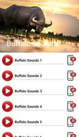 Buffalo Sounds पोस्टर