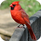 Cardinal Bird Sounds أيقونة