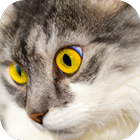 Cat Sounds icon