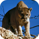 Cougar Sounds APK