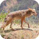 Coyote Sounds APK