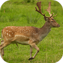 Deer Sounds APK