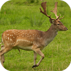 Deer Sounds icon