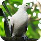 Dove Sounds আইকন