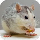 Rat and Mouse Sounds آئیکن