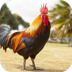 Rooster Sounds আইকন