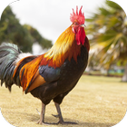 آیکون‌ Rooster Sounds