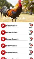 Rooster Sounds Cartaz