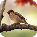 Sparrow Sounds APK