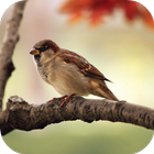 Sparrow Sounds icono