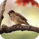 Sparrow Sounds icon