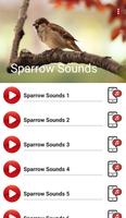 Sparrow Sounds پوسٹر