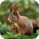 Squirrel Sounds APK