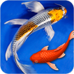 Fish Live Wallpapers For Lock Screen & Home Screen