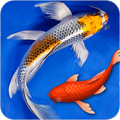 3D Live Wallpaper Koi Fish 3D Animated Live Theme