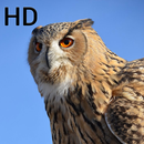 Eagle Owl Wallpaper HD APK