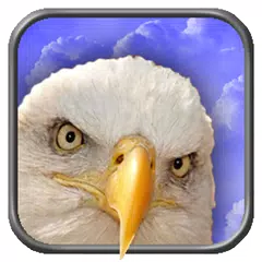 Adler Live Hintergrund APK Herunterladen