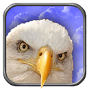 Eagle Live Wallpaper APK