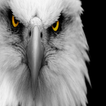 eagle Eyes Live Wallpaper