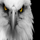 eagle Eyes Live Wallpaper icône