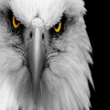 eagle Eyes Live Wallpaper иконка