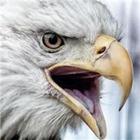 Eagle's Nest Cannabis-icoon