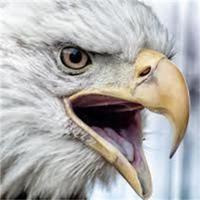 Eagle's Nest Cannabis Affiche
