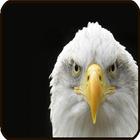 Fond d'écran Eagle icône