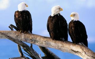 Fond d'écran Eagle capture d'écran 2