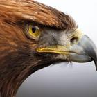 Eagle Wallpaper Pictures HD Images Free Photos 4K ikona
