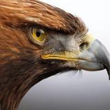 Eagle Wallpaper Pictures HD Images Free Photos 4K icône