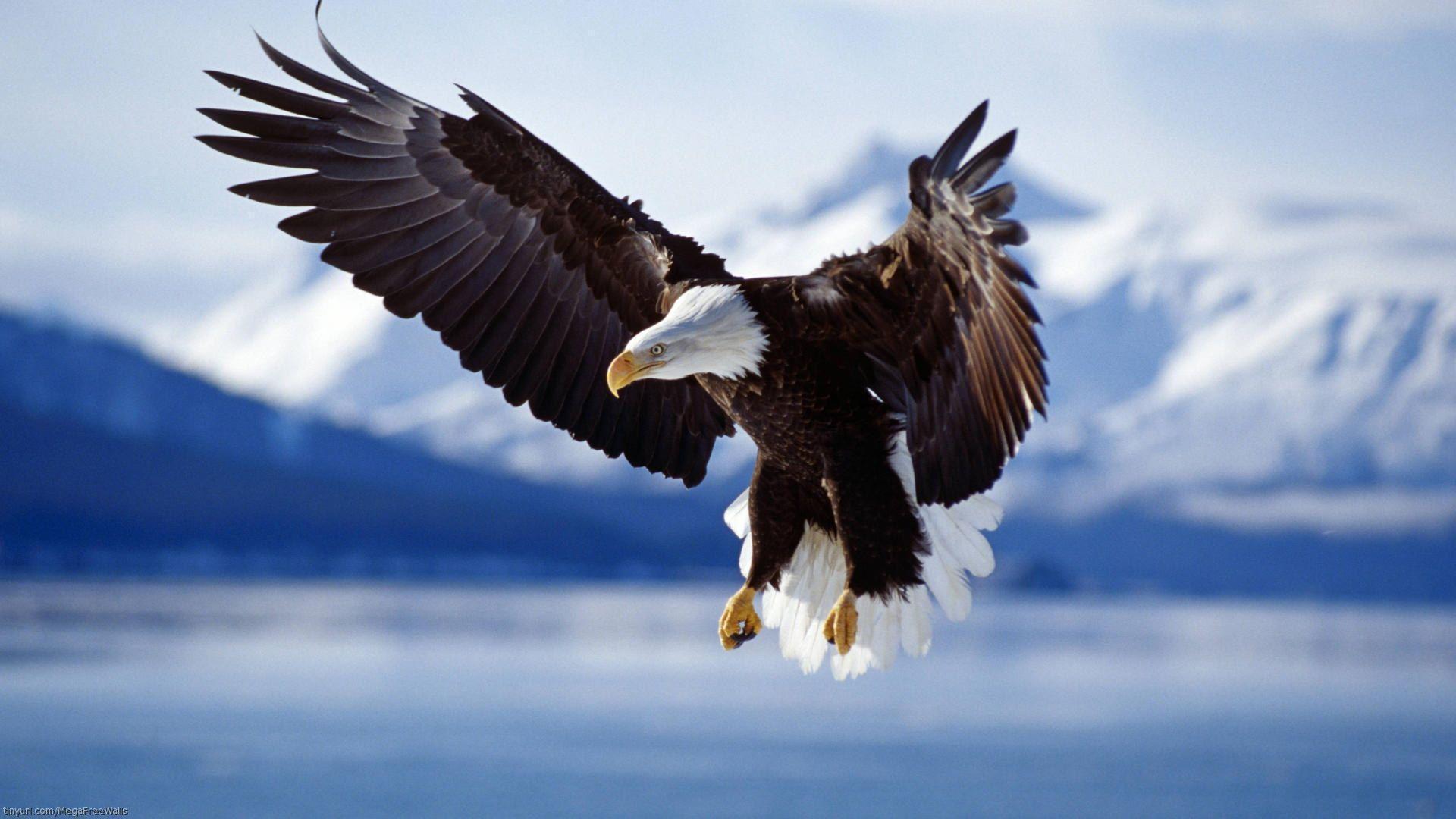 Eagle Wallpaper Hd 4k – Wall4k.com