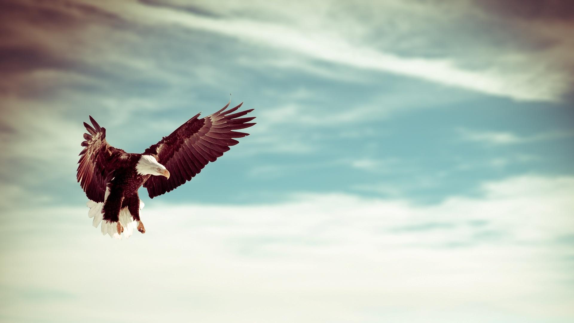 Eagle Wallpaper 4k Iphone