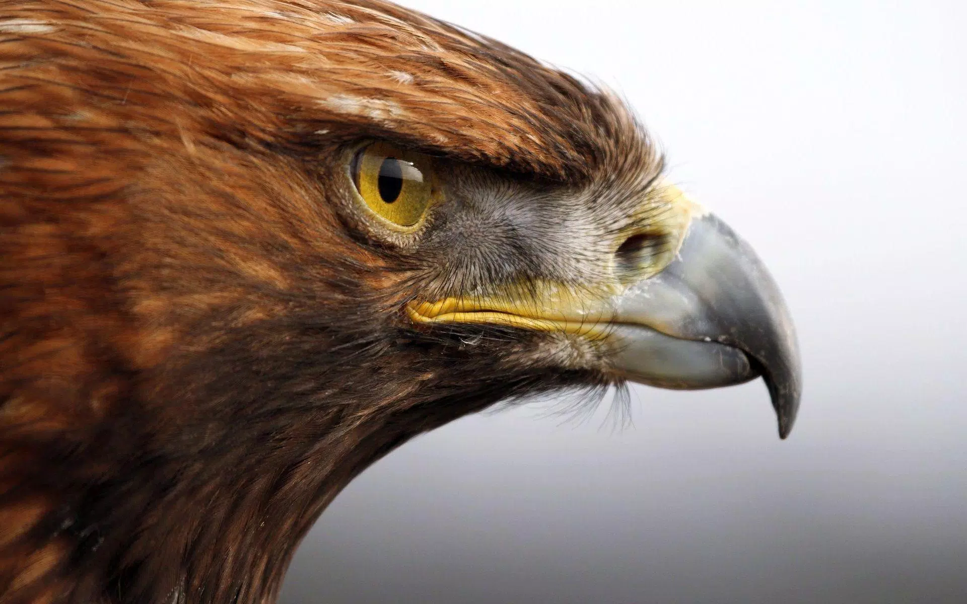 Android용 Eagle Wallpaper Pictures HD Images Free Photos 4K APK 다운로드 Android용 Eagle Wallpaper Pictures HD Images Free Photos 4K APK 다운로드