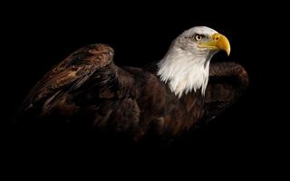 Eagle Wallpaper Pictures HD Images Free Photos 4K ภาพหน้าจอ 1