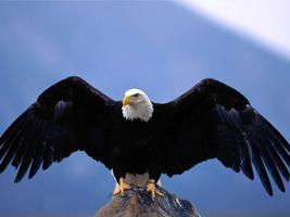 Eagle Wallpaper Pictures HD Images Free Photos 4K ภาพหน้าจอ 2
