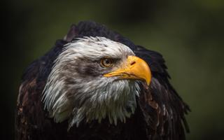 Eagle Wallpaper Pictures HD Images Free Photos 4K capture d'écran 3