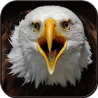 آیکون‌ Eagle Wallpaper HD