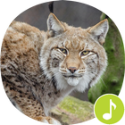 Bobcat Sounds Ringtones icon