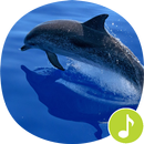 Dolphin Sounds Ringtones APK