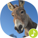 Donkey Sounds Ringtones APK