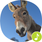 Donkey Sounds Ringtones icon